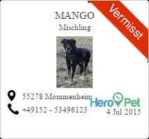 Mango Mischling Vermisst Angstlicher Hund Mischling Und Pudel