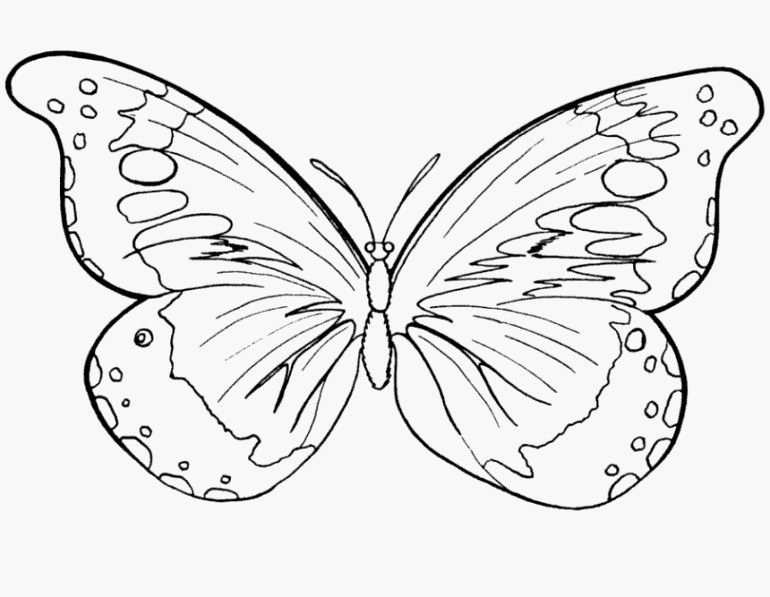 61 Schon Ausmalbilder Schmetterling Kostenlos Ausdrucken